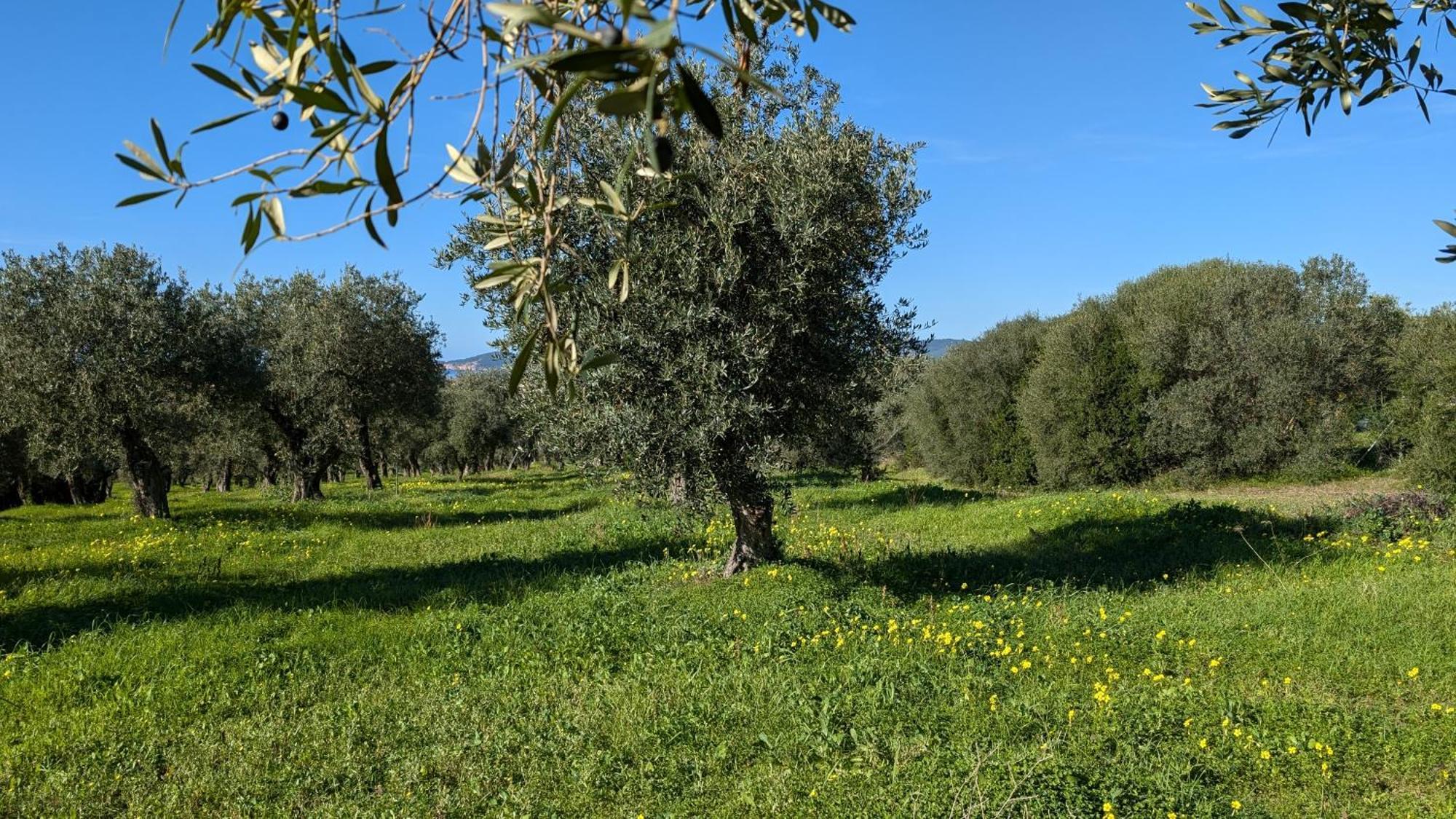 Casale Valverde 알게로 외부 사진